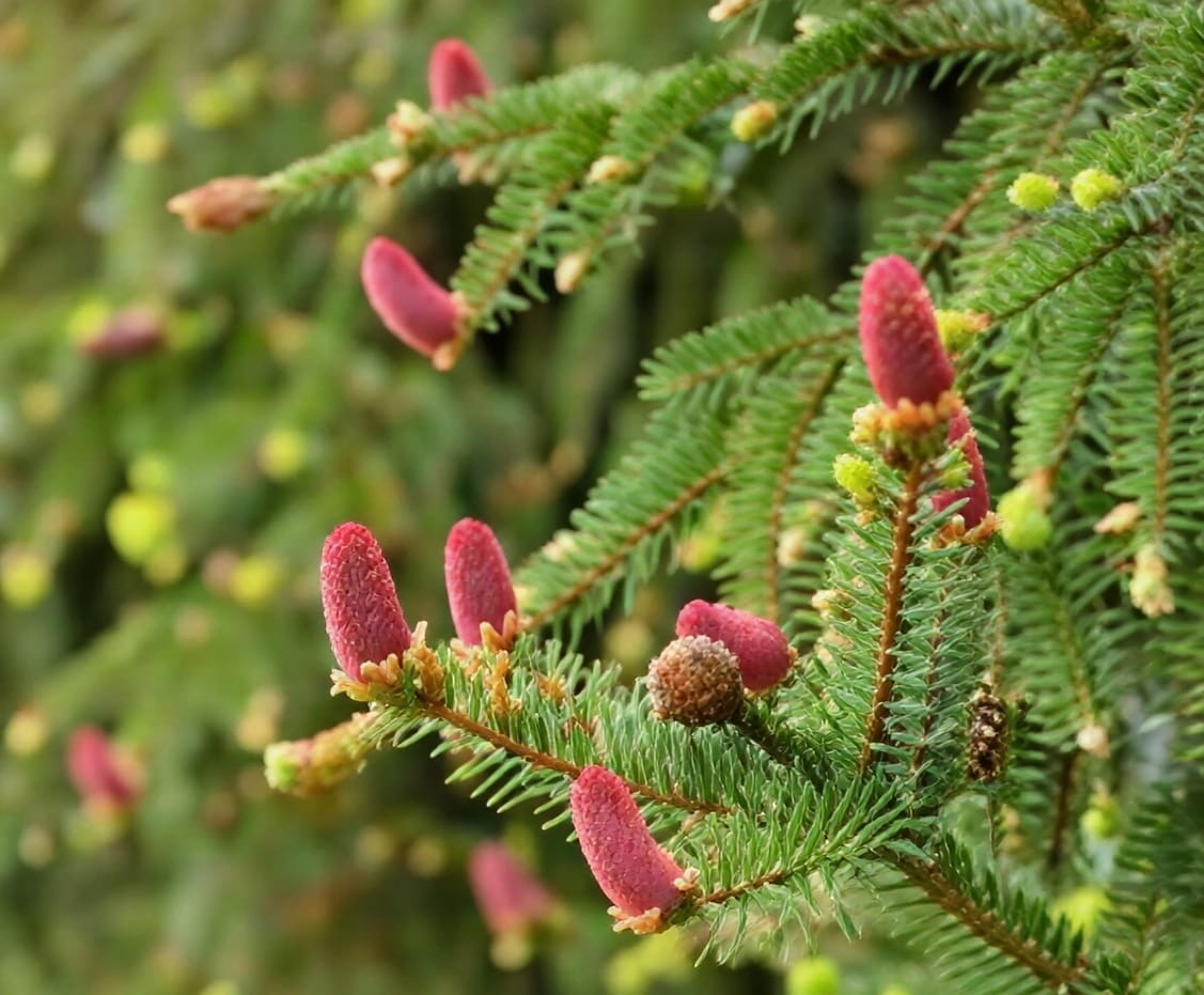 Evergreen branch with pink cone buds