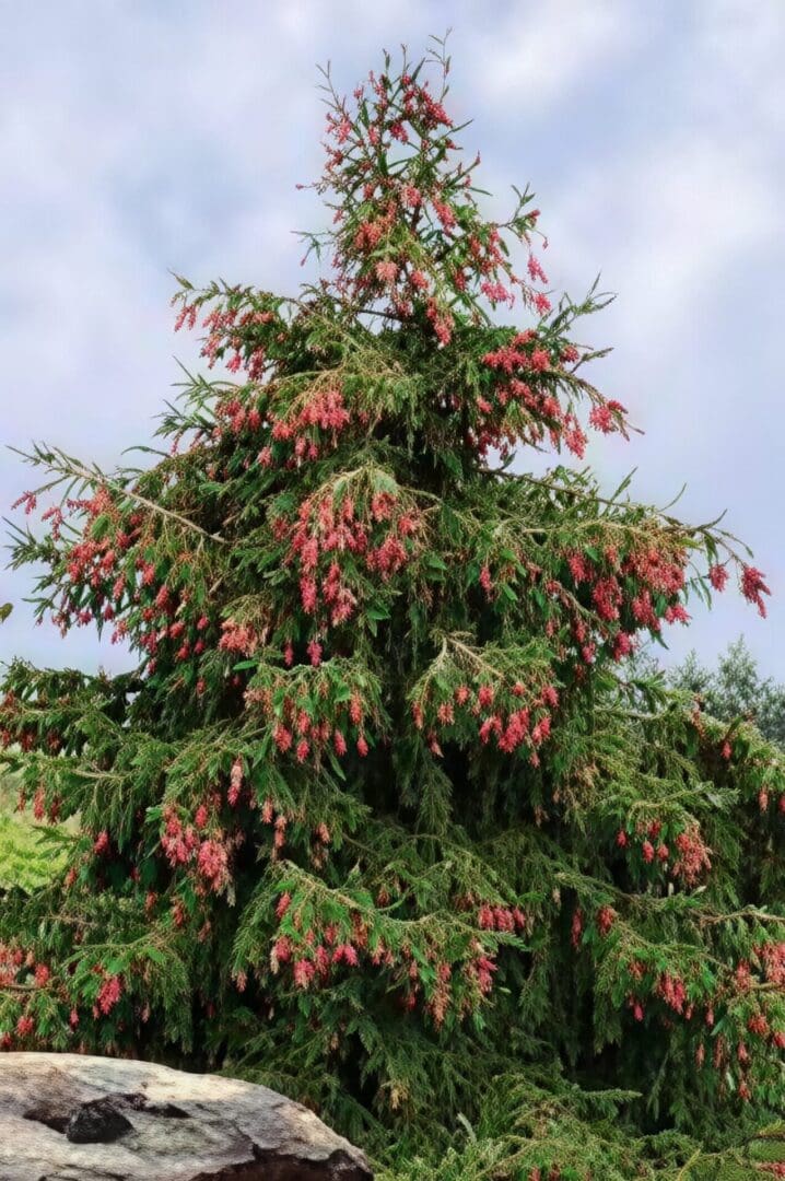 Evergreen tree with pink hanging cones