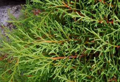 Close-up of green cedar shrub foliage