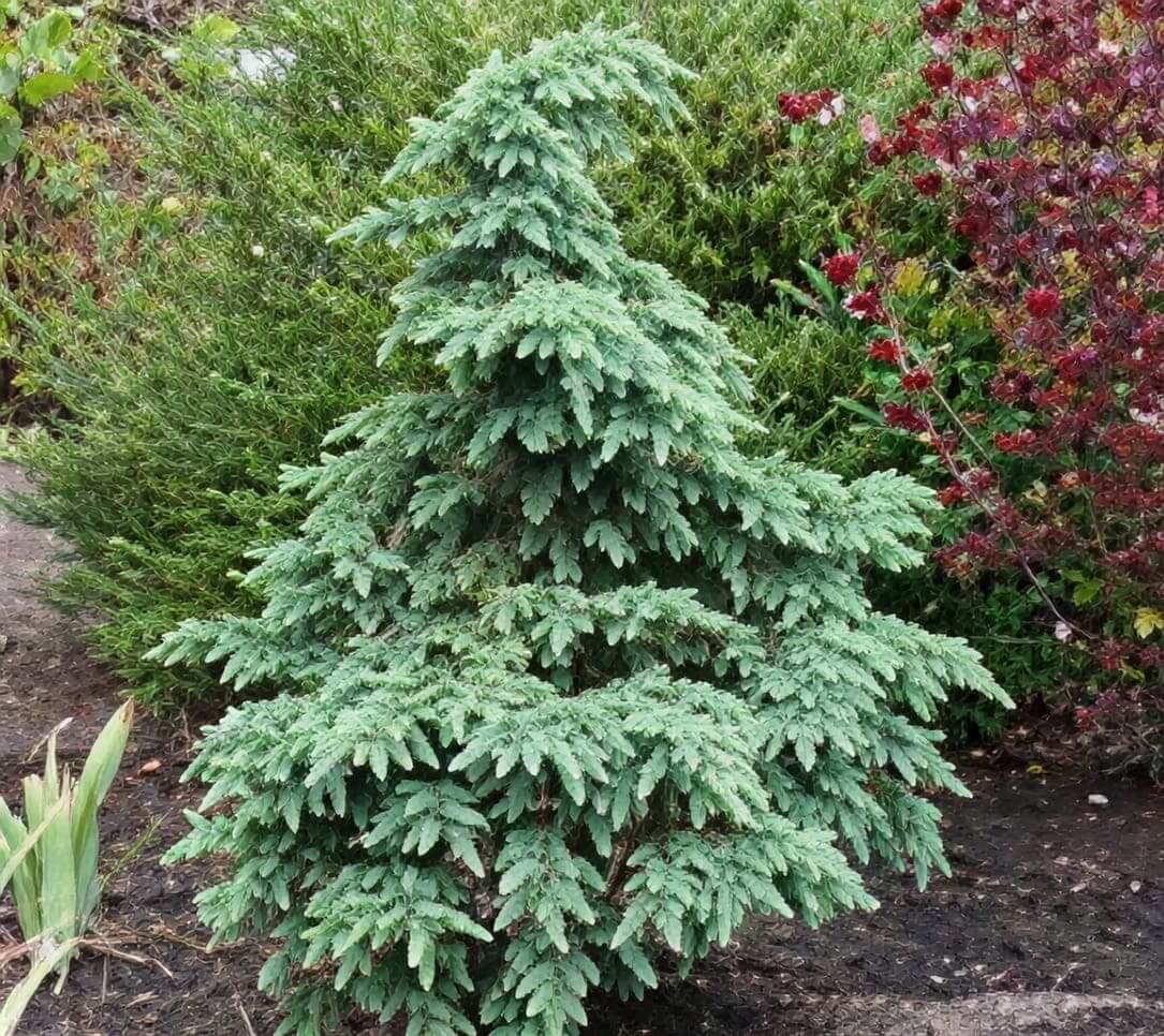 Dwarf blue-green evergreen conifer in garden