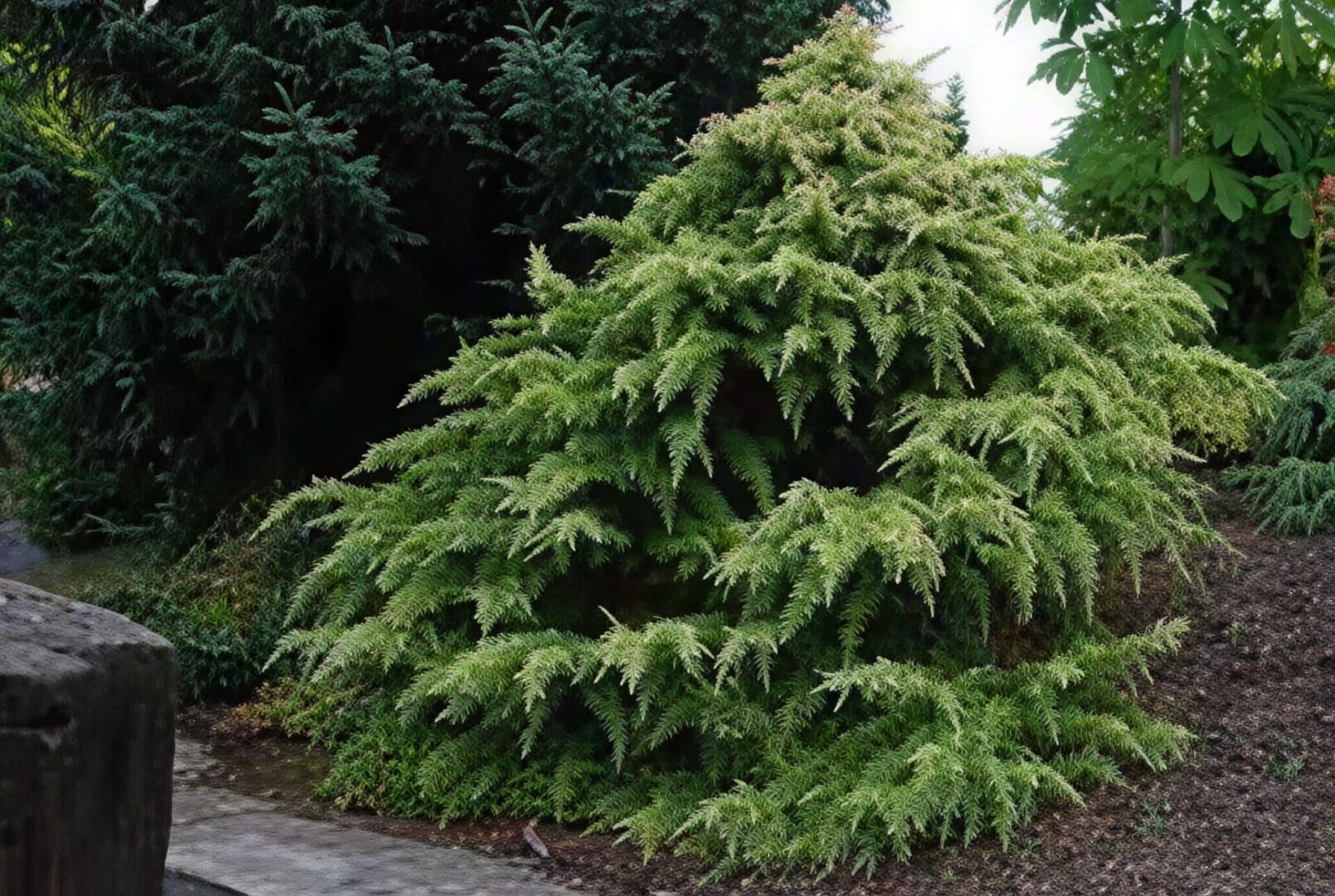 Low bushy evergreen conifer in garden