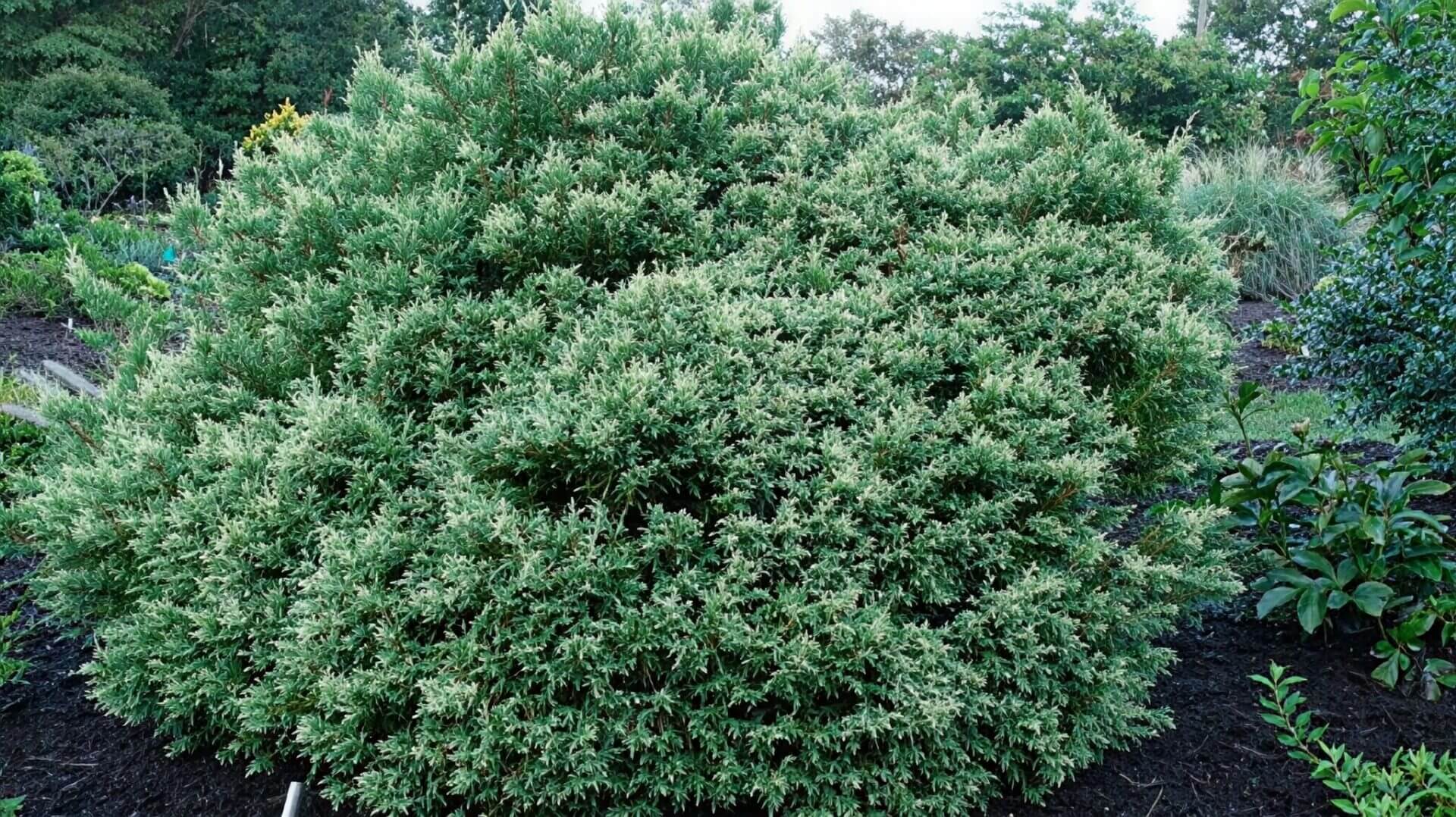 Dense rounded evergreen garden shrub