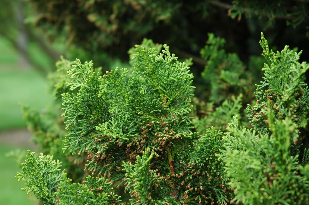 Close-up of vibrant evergreen shrub foliage