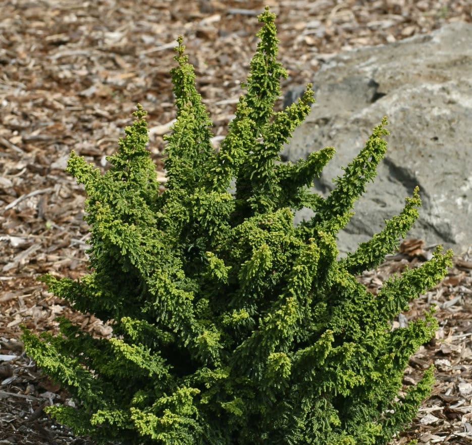 Dwarf evergreen conifer with upright branches