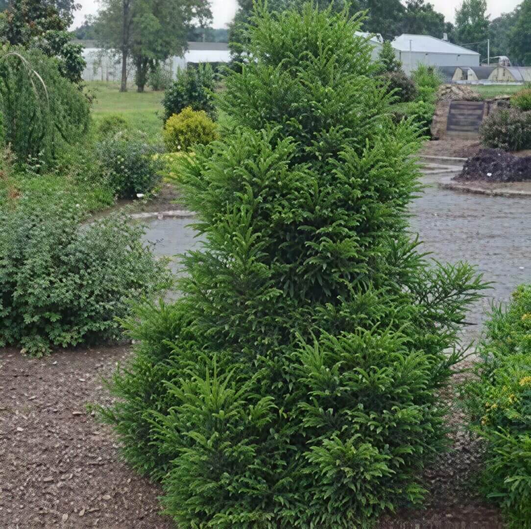 Conical evergreen shrub amid nursery beds