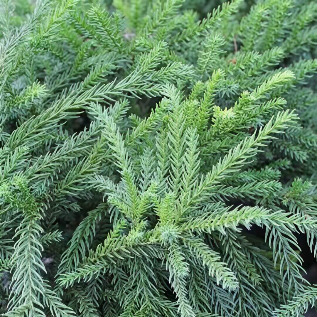 Dense green conifer branch close-up