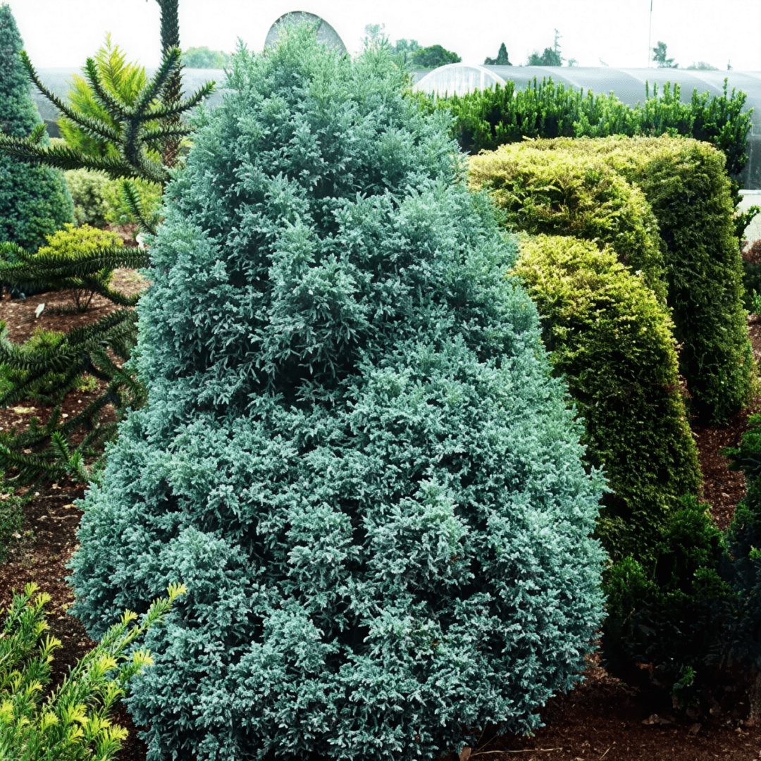 Compact blue-green conical garden shrub