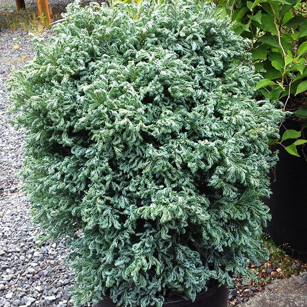 Compact potted evergreen with textured foliage
