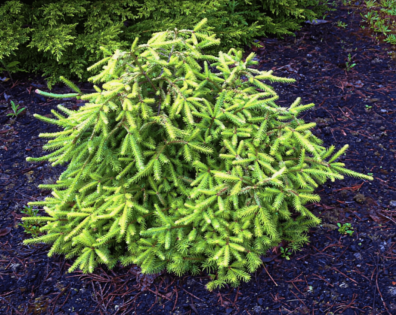 Low-growing bright green conifer shrub on mulch