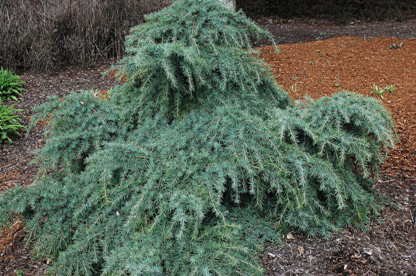 low weeping blue-green evergreen shrub