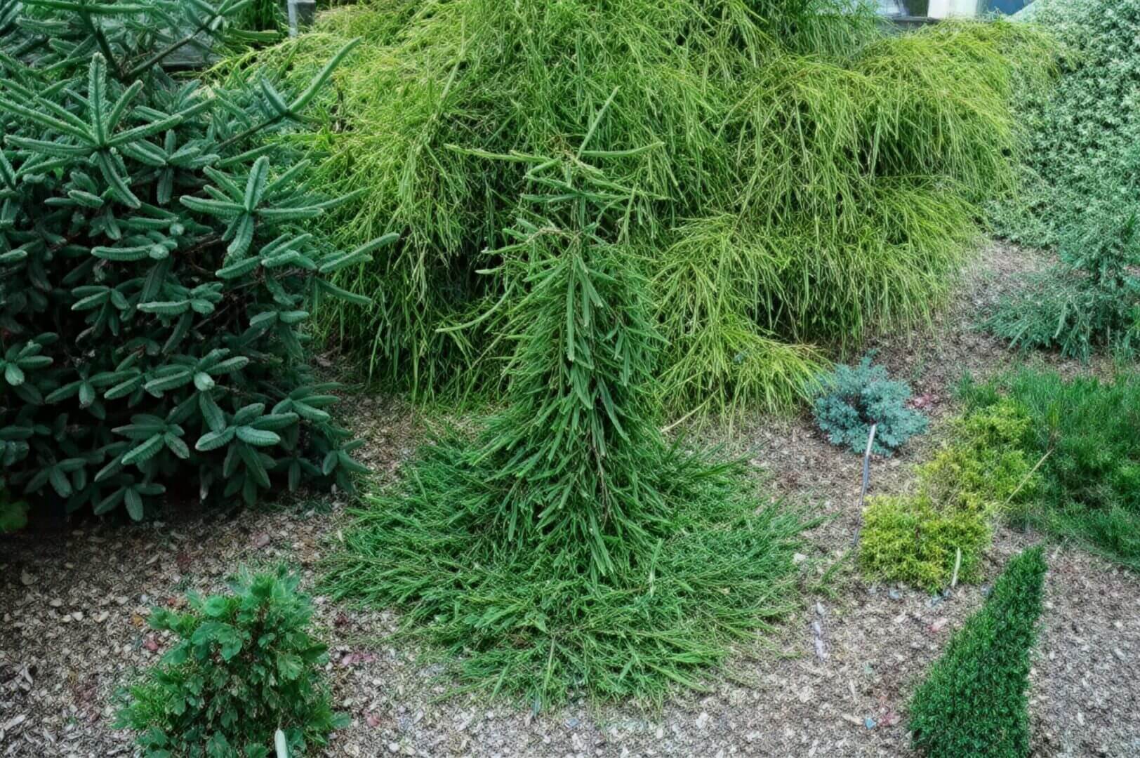 gravel garden with cascading evergreen conifers