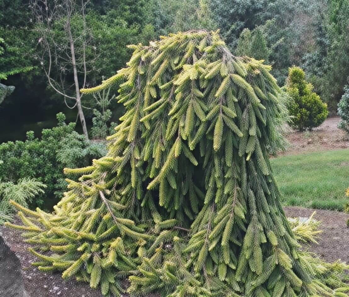 Weeping evergreen tree with cascading branches