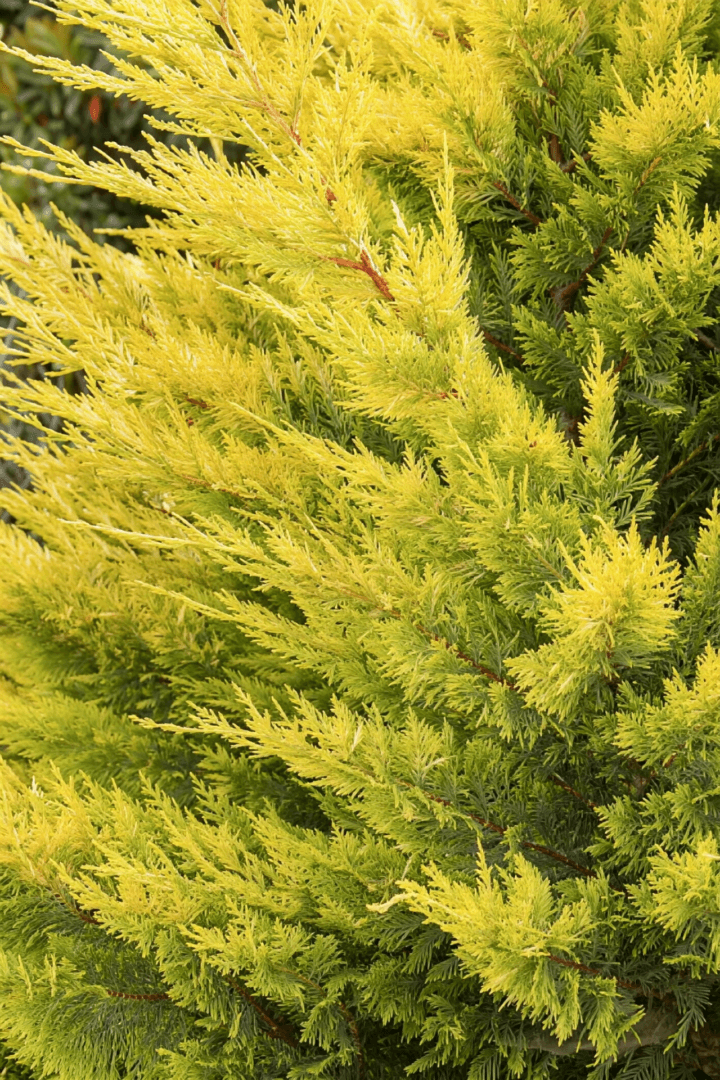 Golden cypress shrub with feathery yellow foliage