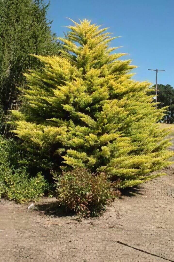Golden conifer tree on sunny roadside