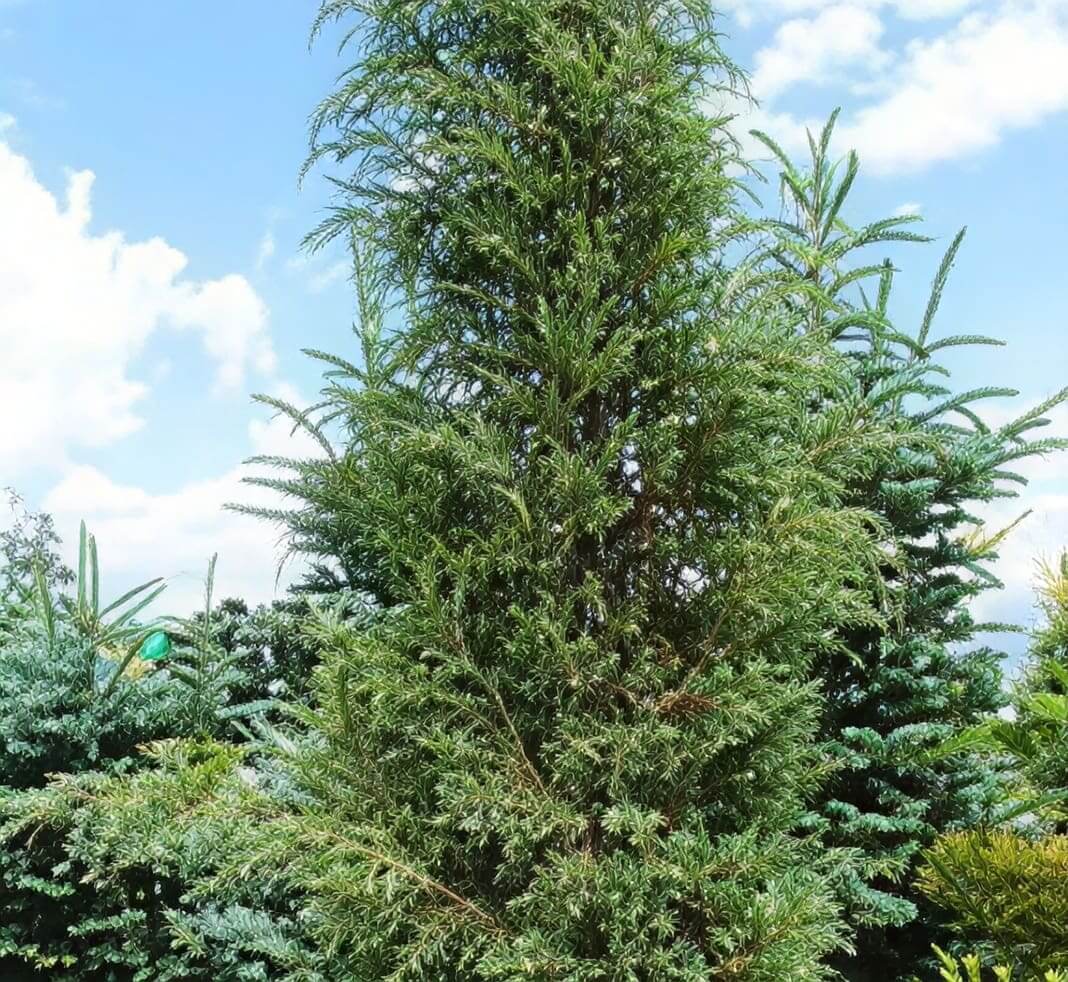 Columnar evergreen tree in nursery