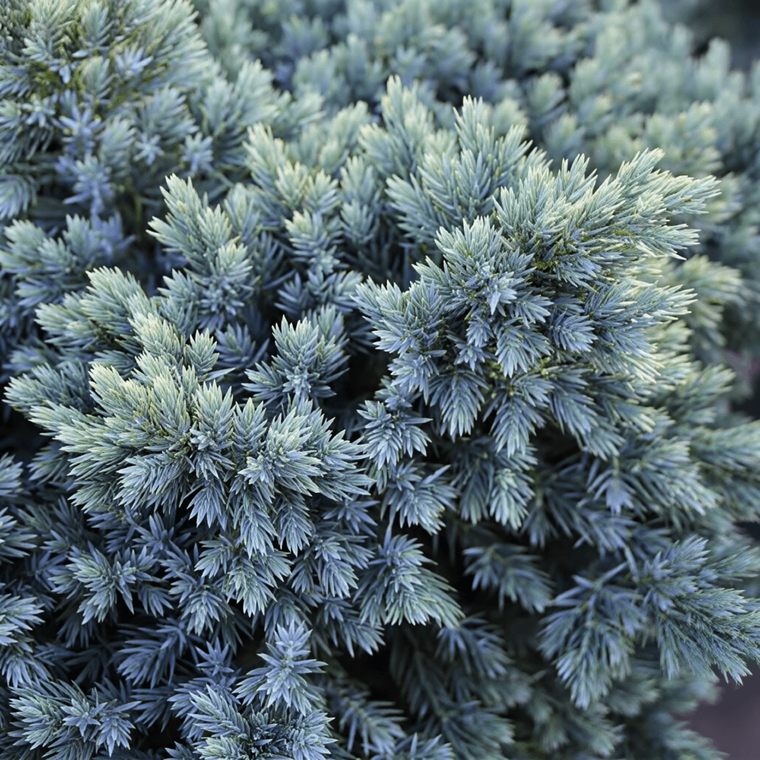 Close-up of blue-green juniper foliage
