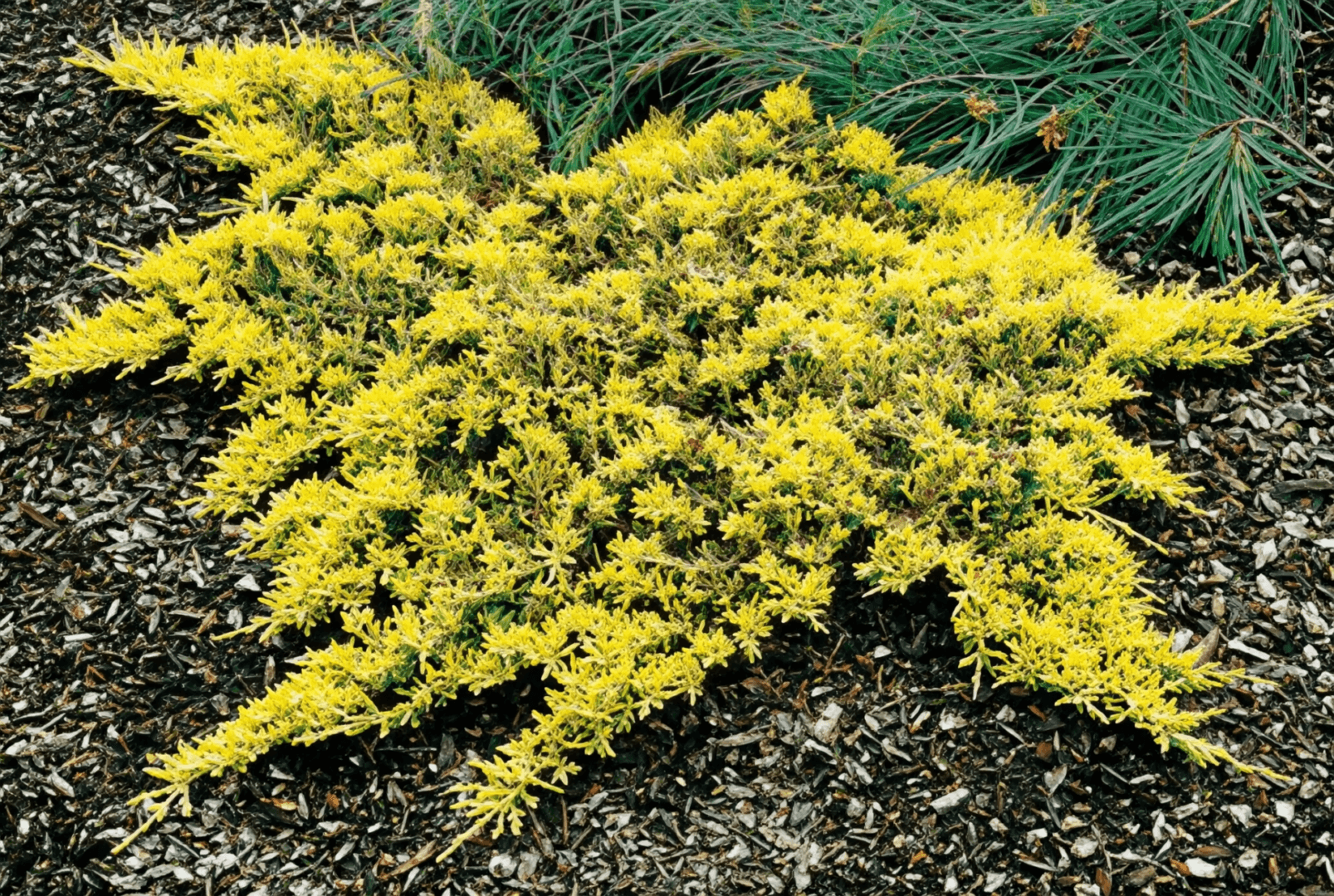 low-growing yellow groundcover shrub on mulch