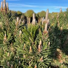Close-up of pine branches with budding cones
