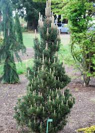 Small pyramid-shaped evergreen in garden