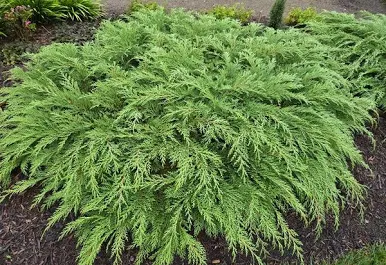 Dense creeping juniper groundcover