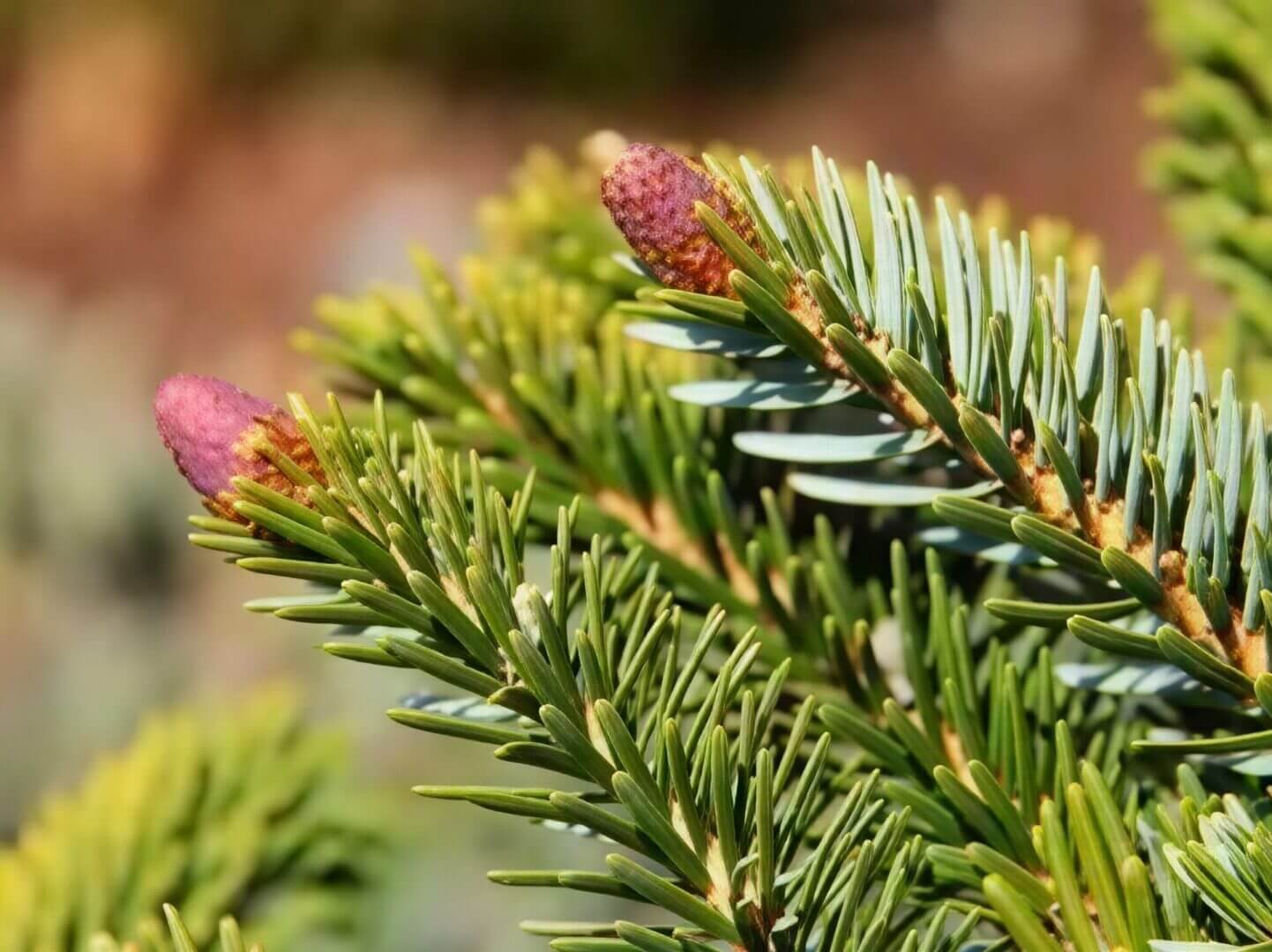 Evergreen branch with pink cone buds