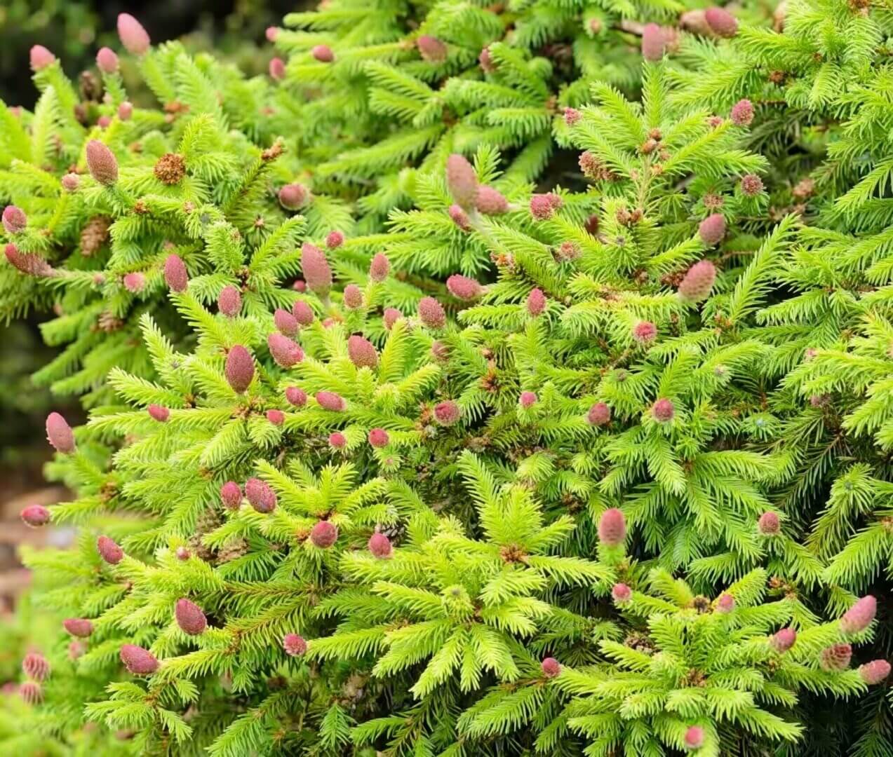 Young pink cones on vibrant spruce branches