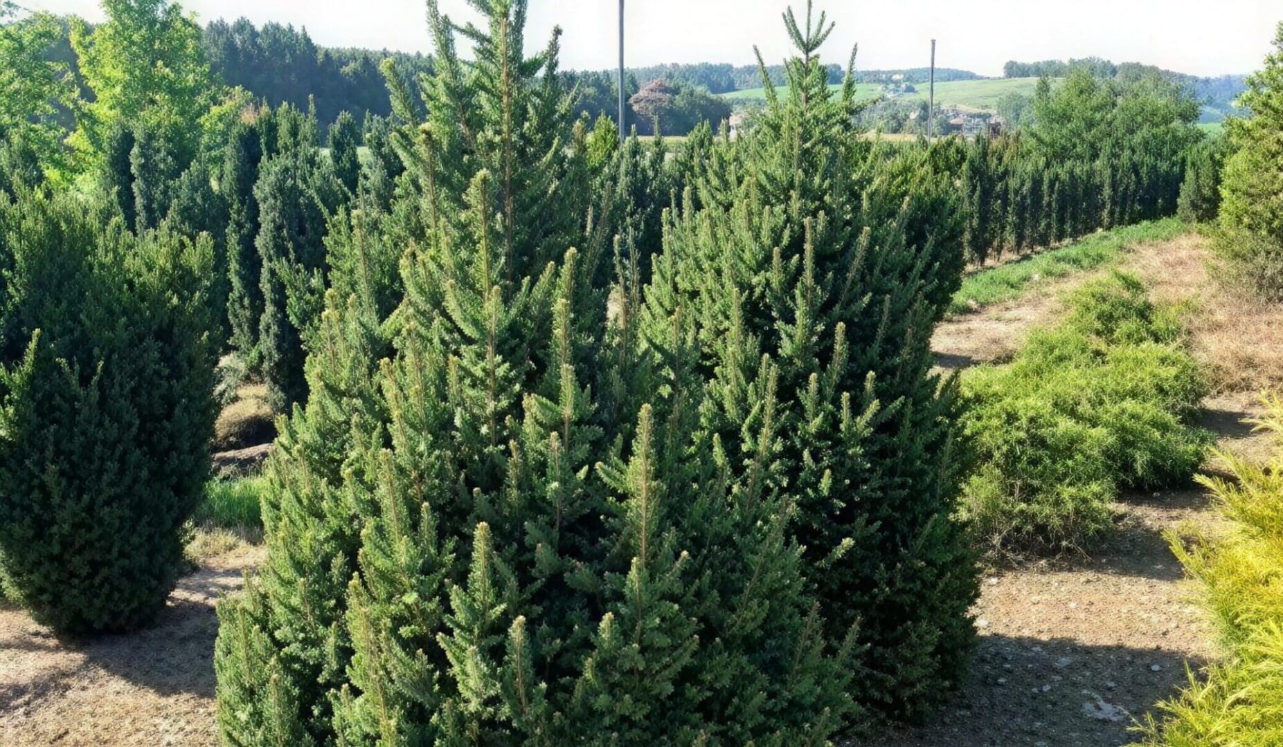 Rows of dense evergreen shrubs at nursery