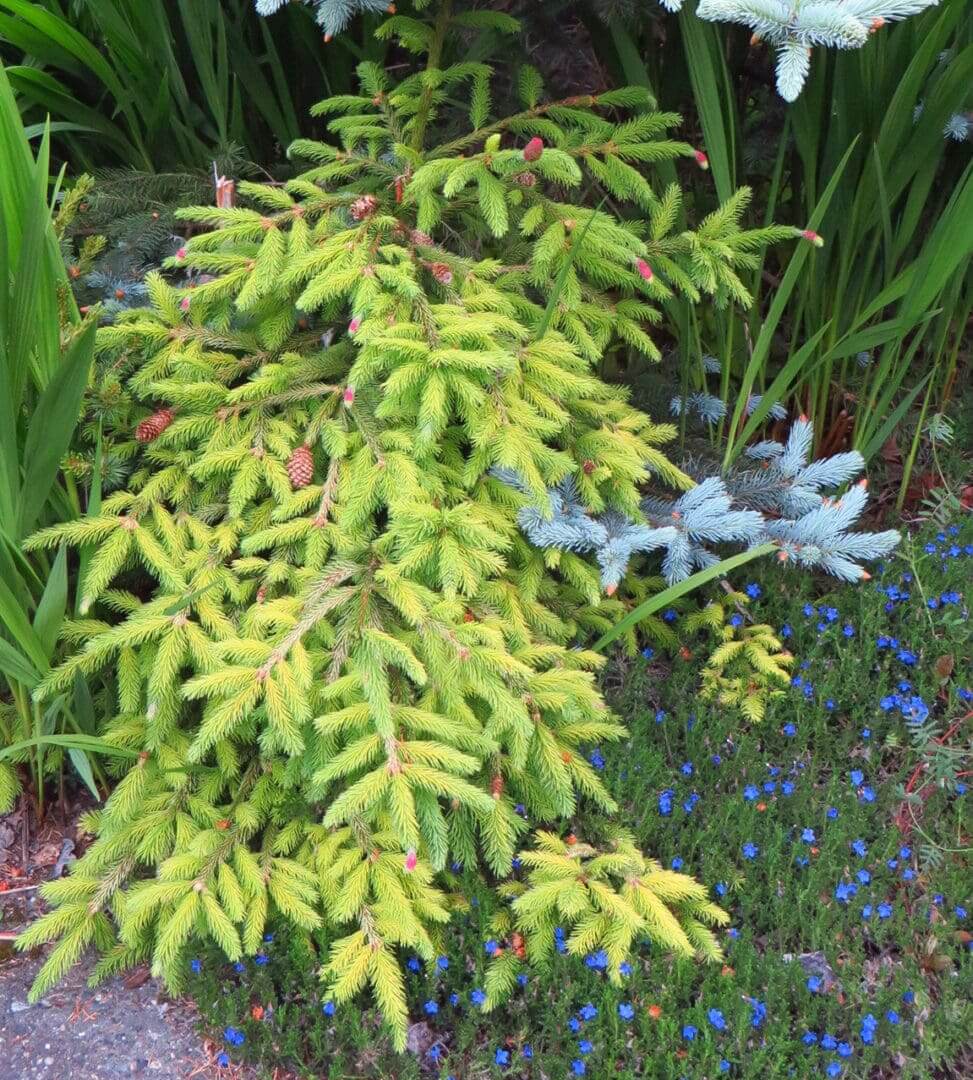 Yellow-green spruce branches above tiny blue flowers