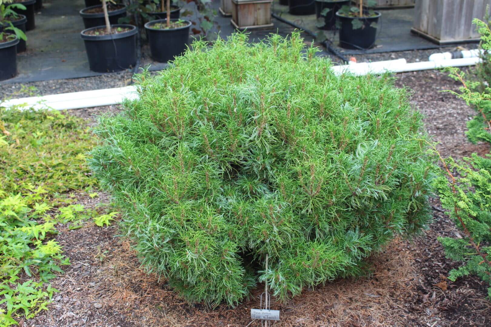Rounded evergreen shrub in nursery setting