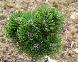 Dwarf pine sapling with clustered needles
