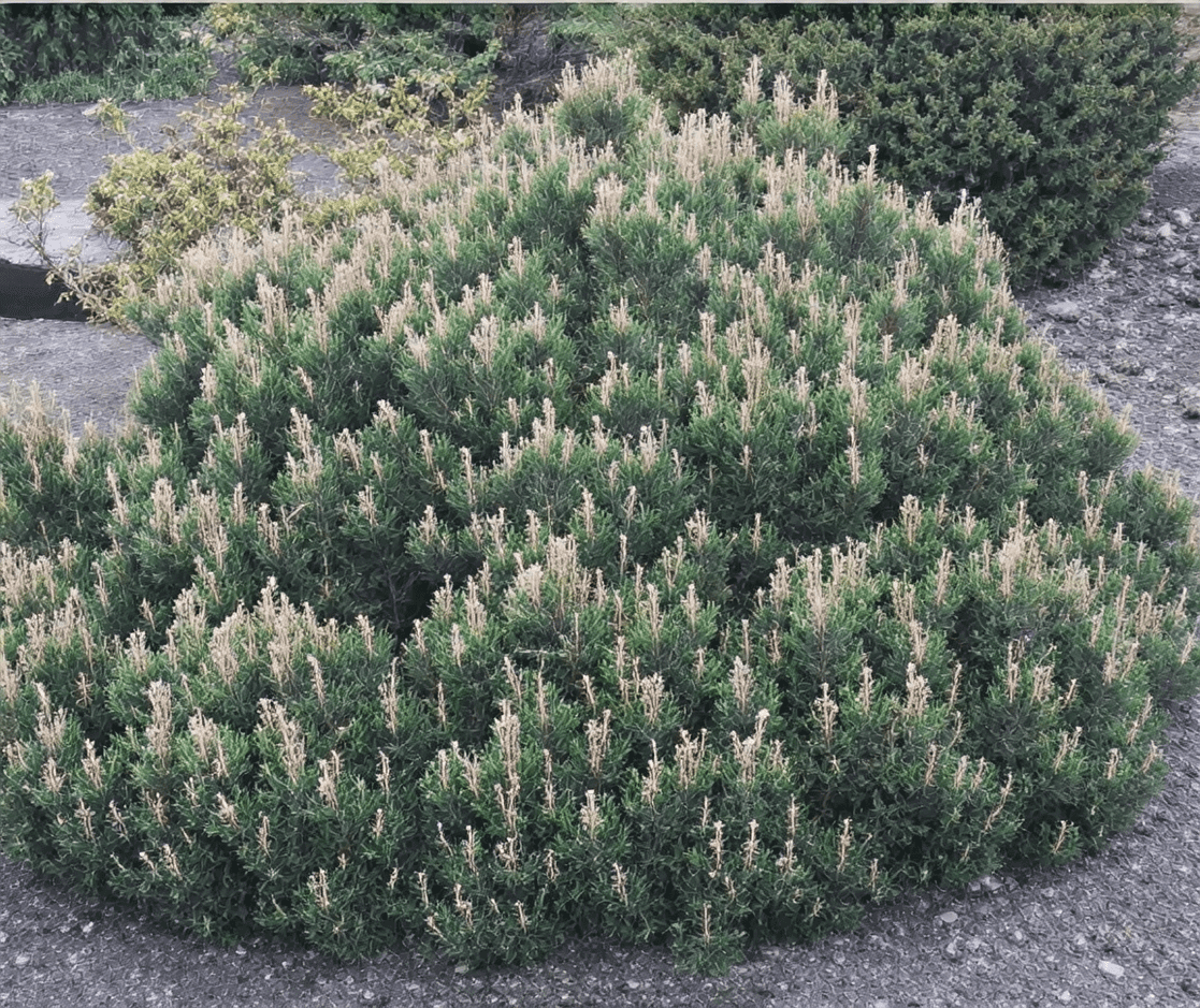 Dense green cushion shrubs with pale tips