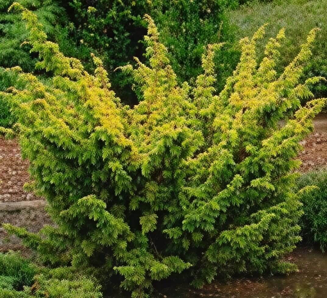 Golden evergreen shrub with arching branches