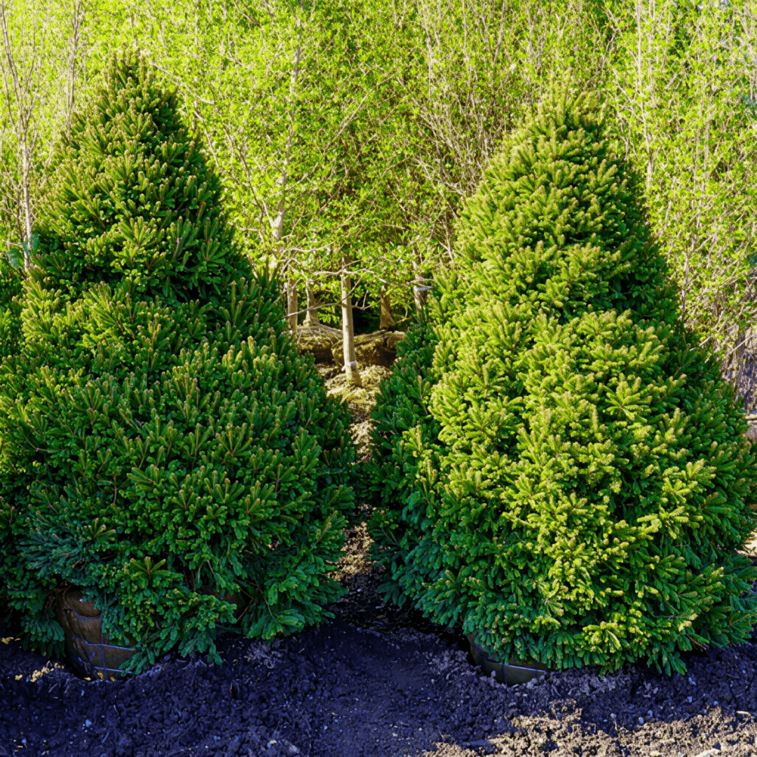 Two potted conical evergreen trees at nursery