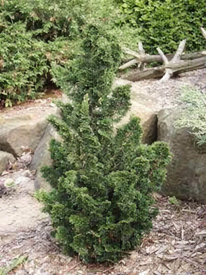 dwarf conifer shrub in rock garden