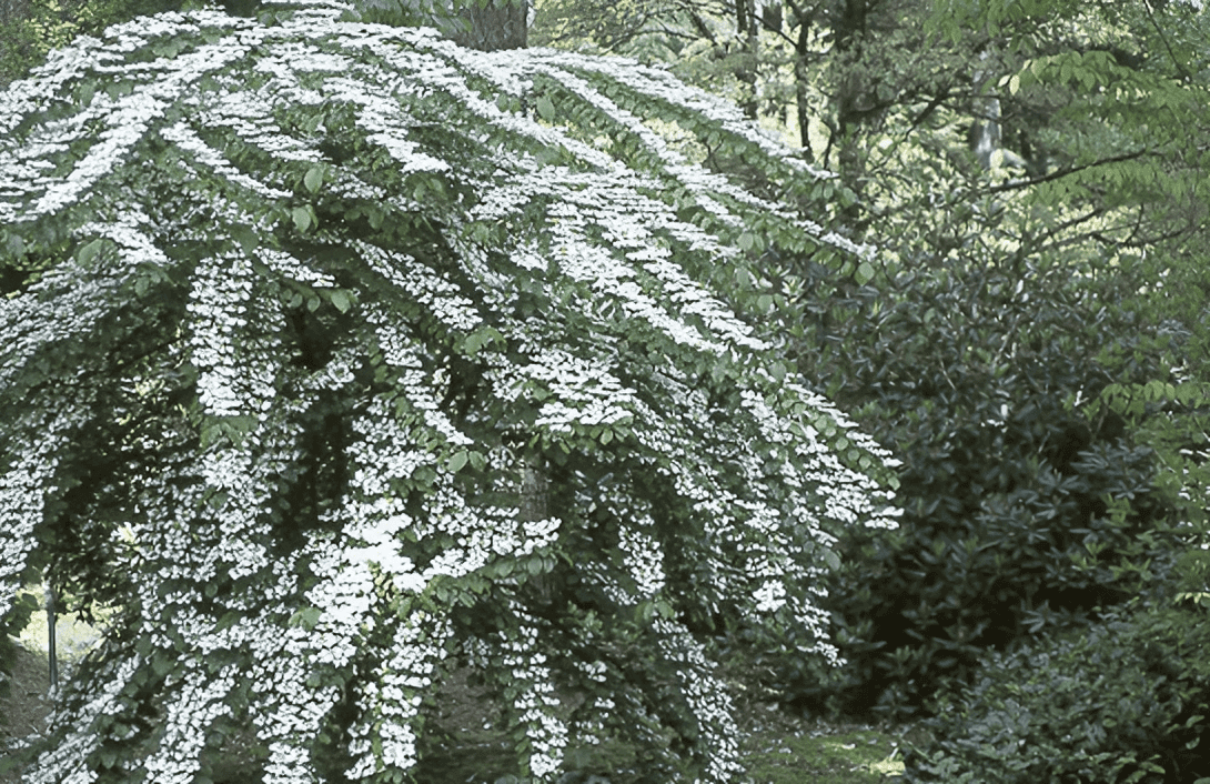 Arching shrub covered in white spring flowers