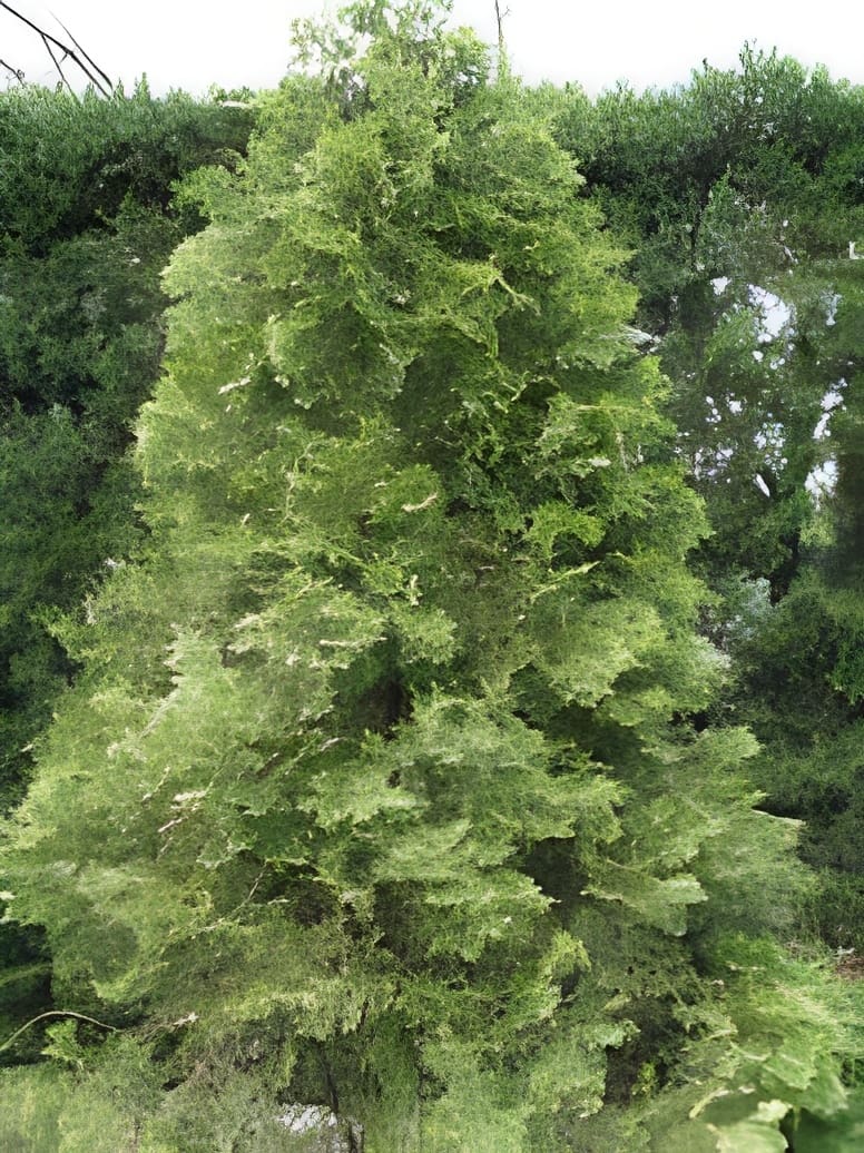 tall dense green conical evergreen tree