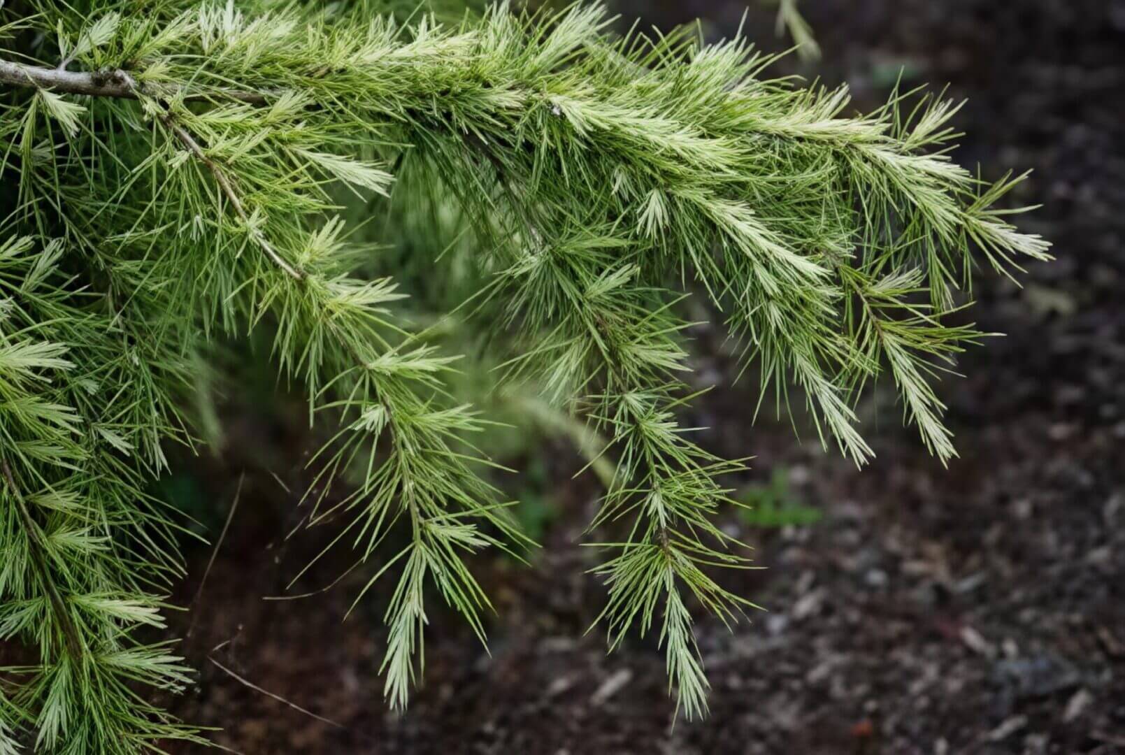 Drooping green conifer branch with fresh needles