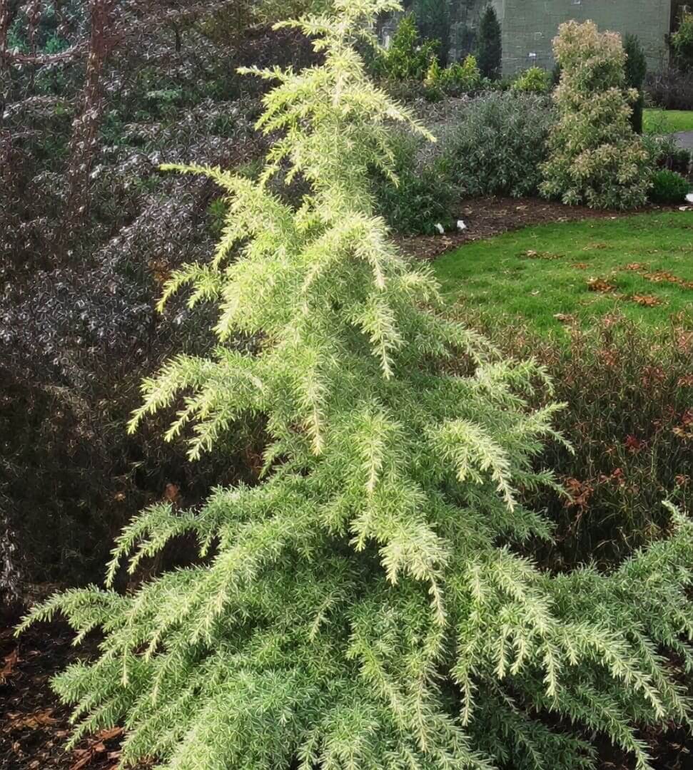 Feathery evergreen conifer in landscaped garden