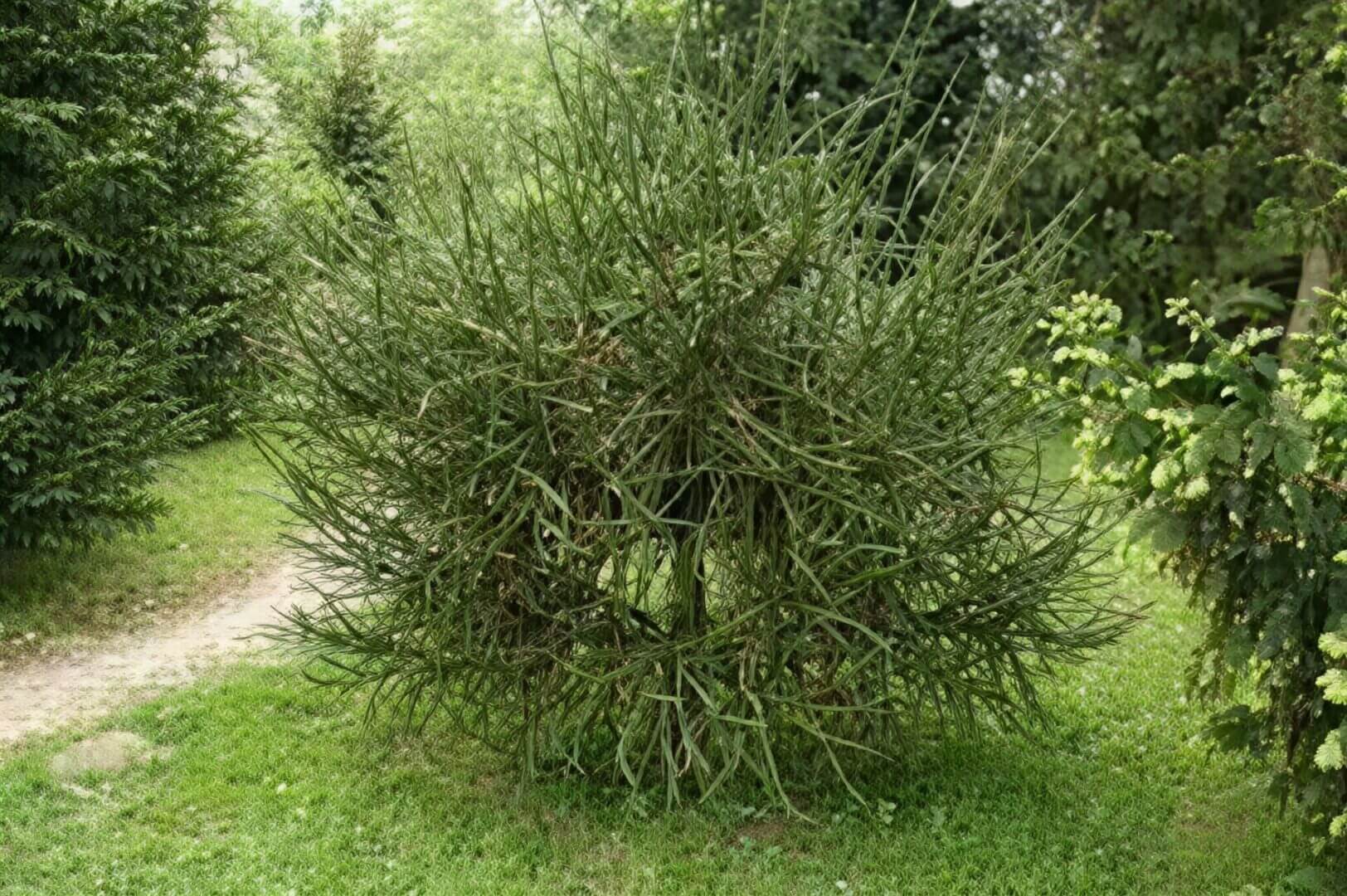 spherical twiggy green shrub in garden