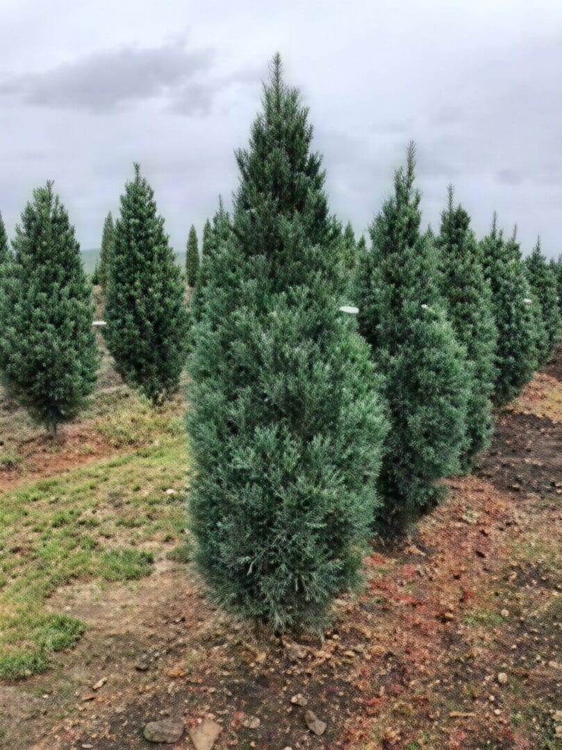 Row of conical evergreen nursery trees