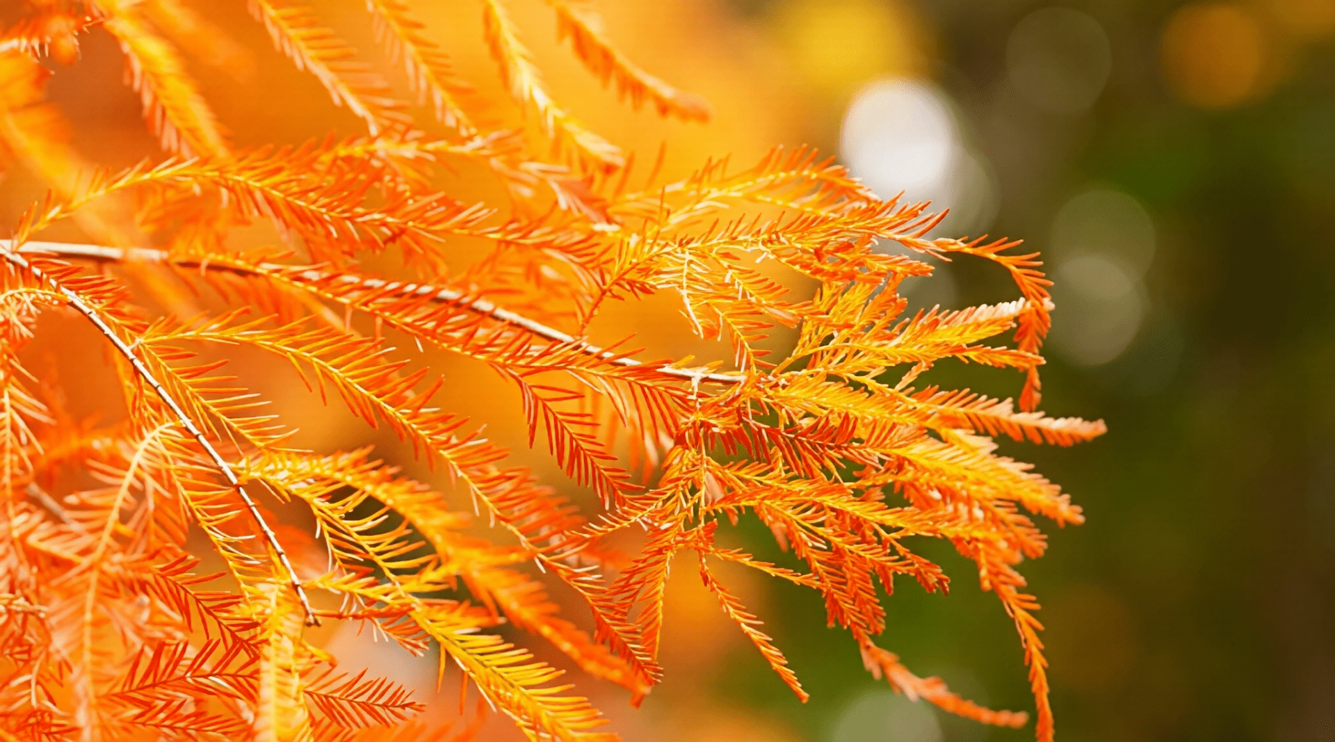 Close-up vibrant orange autumn foliage branches