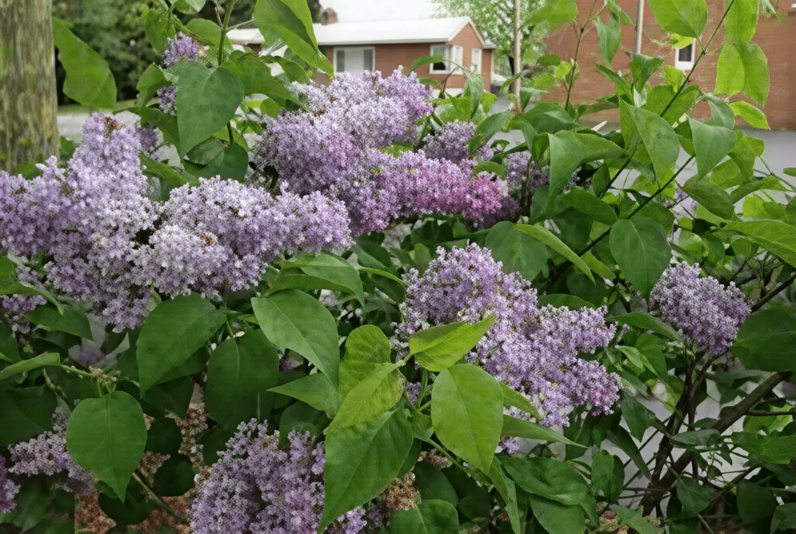 Light purple lilac clusters on garden shrub