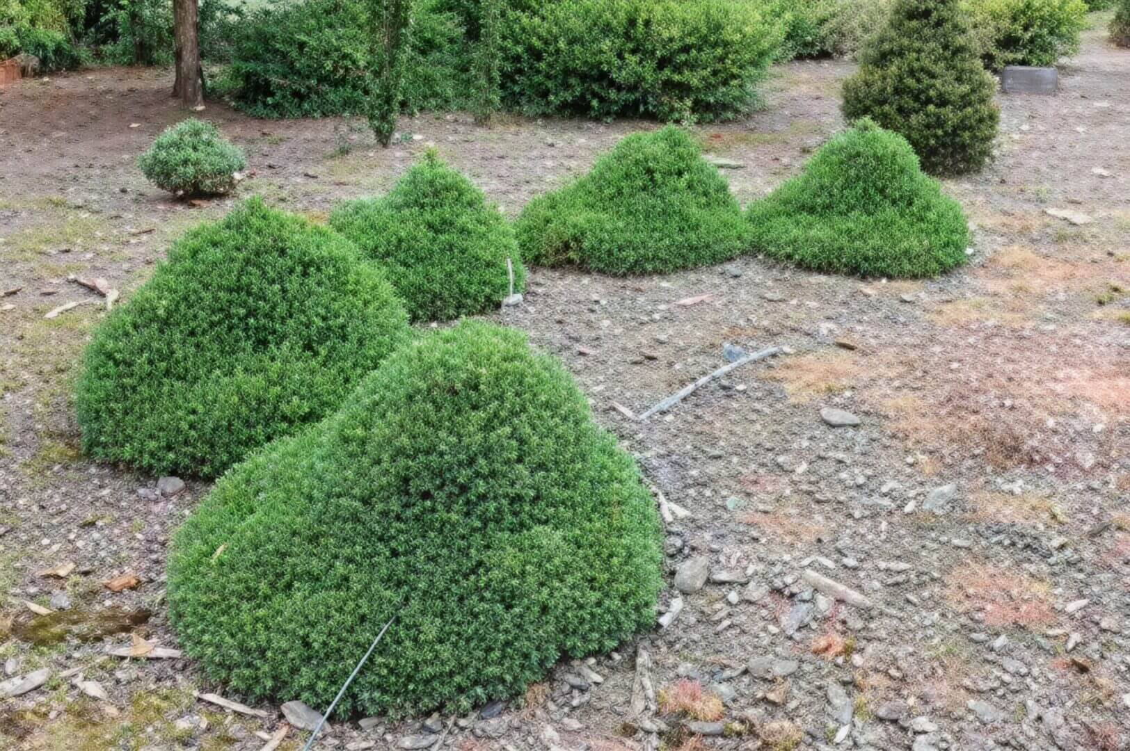 Rounded green shrub mounds in gravel garden