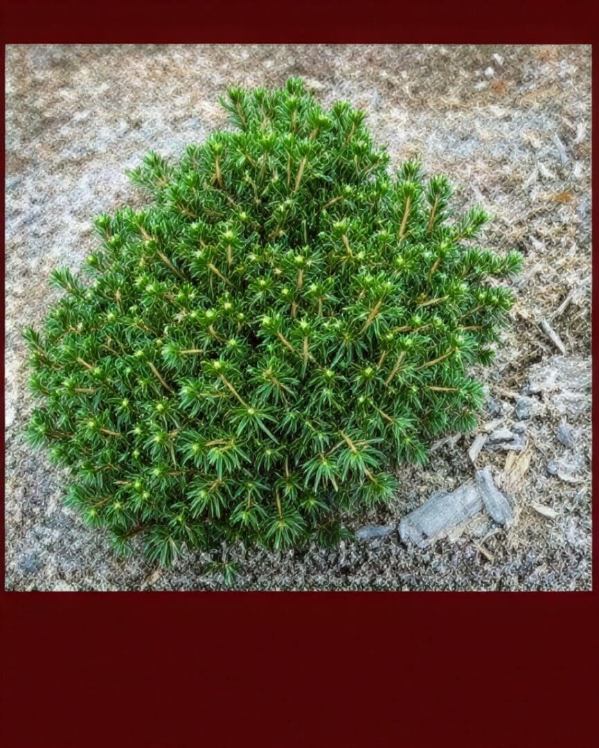 Small round evergreen shrub on sandy soil