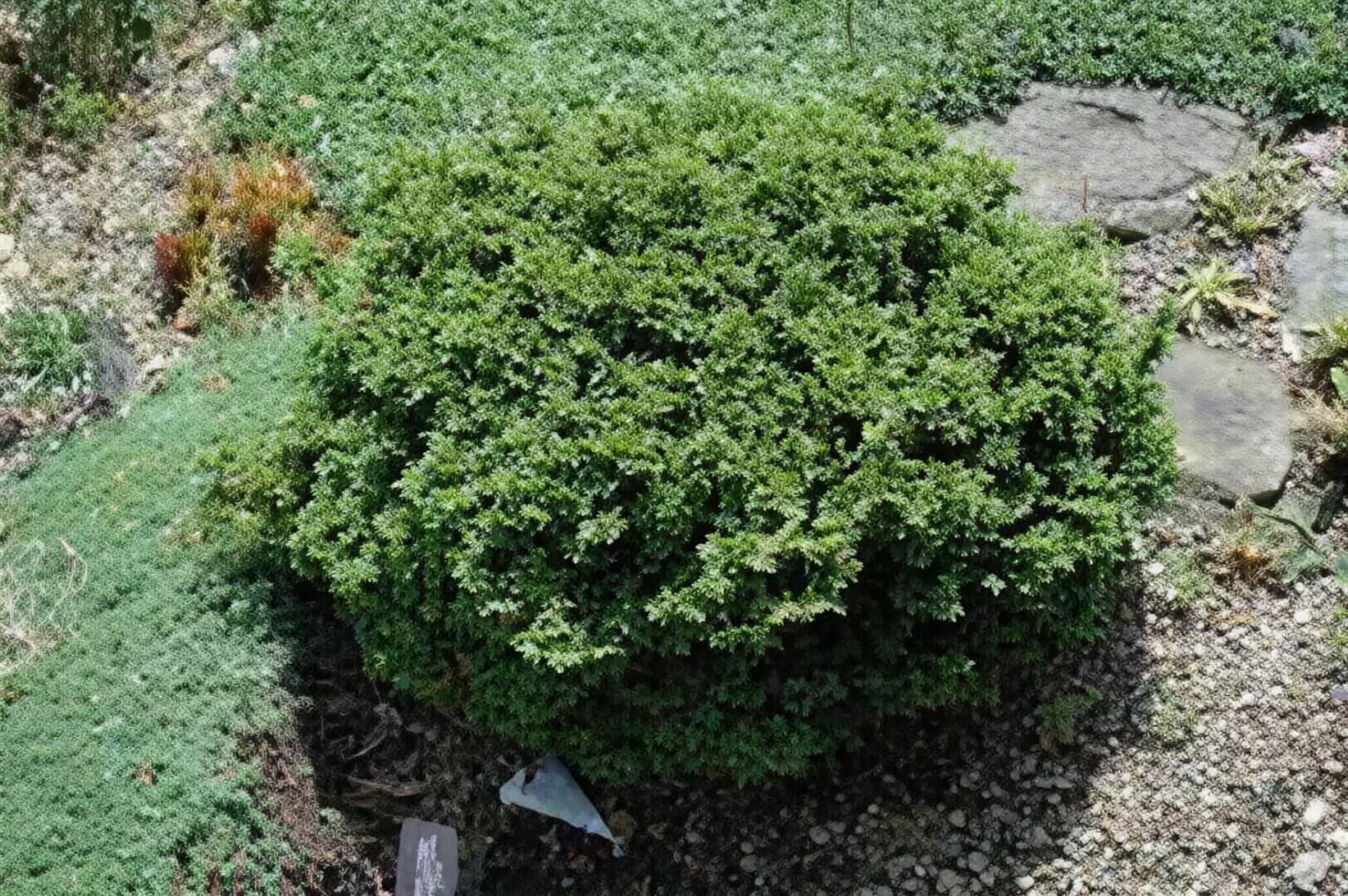 Small round shrub in rock garden