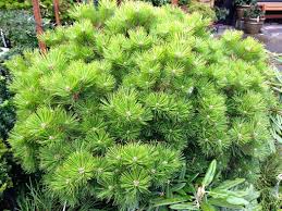 Mounded dwarf pine with dense green needles