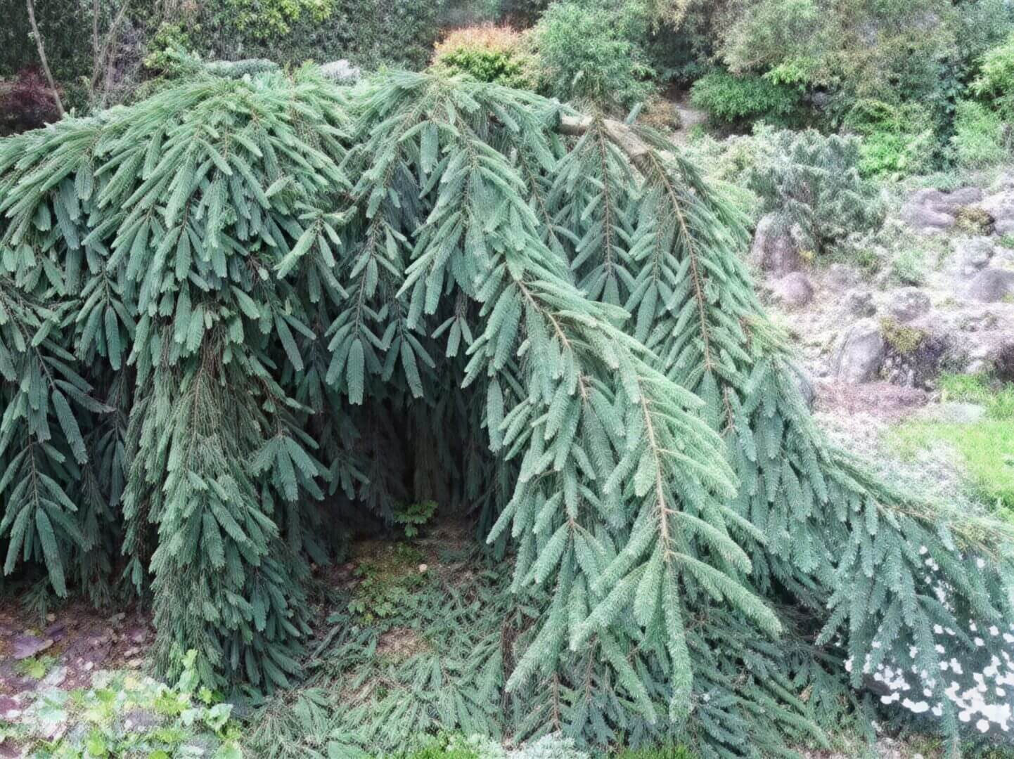 Low-hanging weeping spruce in rocky garden