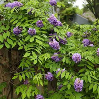 Purple wisteria clusters on leafy garden trellis