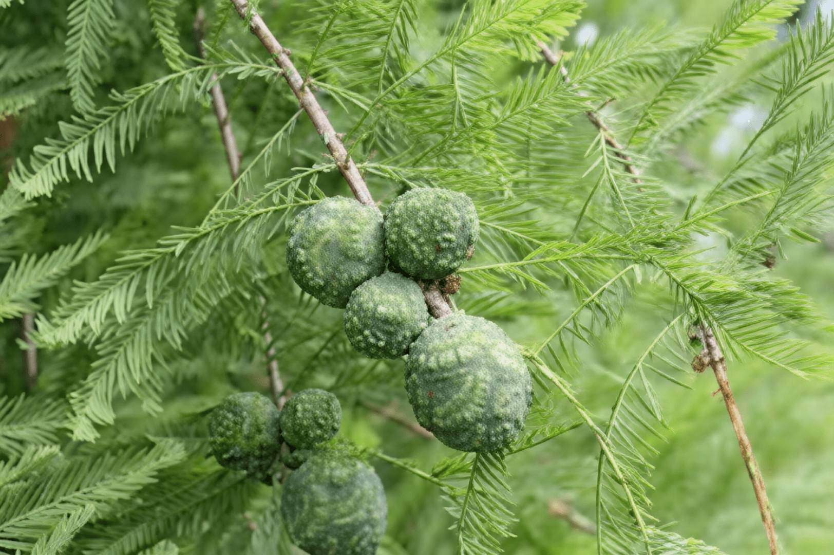 Green spherical cones on feathery cypress branch