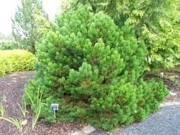 Dense dwarf pine shrub in garden